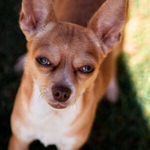 Hey Chiwawa