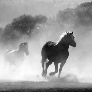 Leisurely Stroll