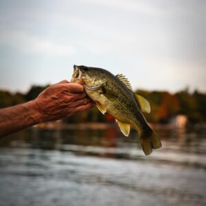 One Bass