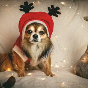 Scary Christmas
