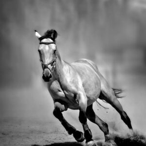 The Horse Race